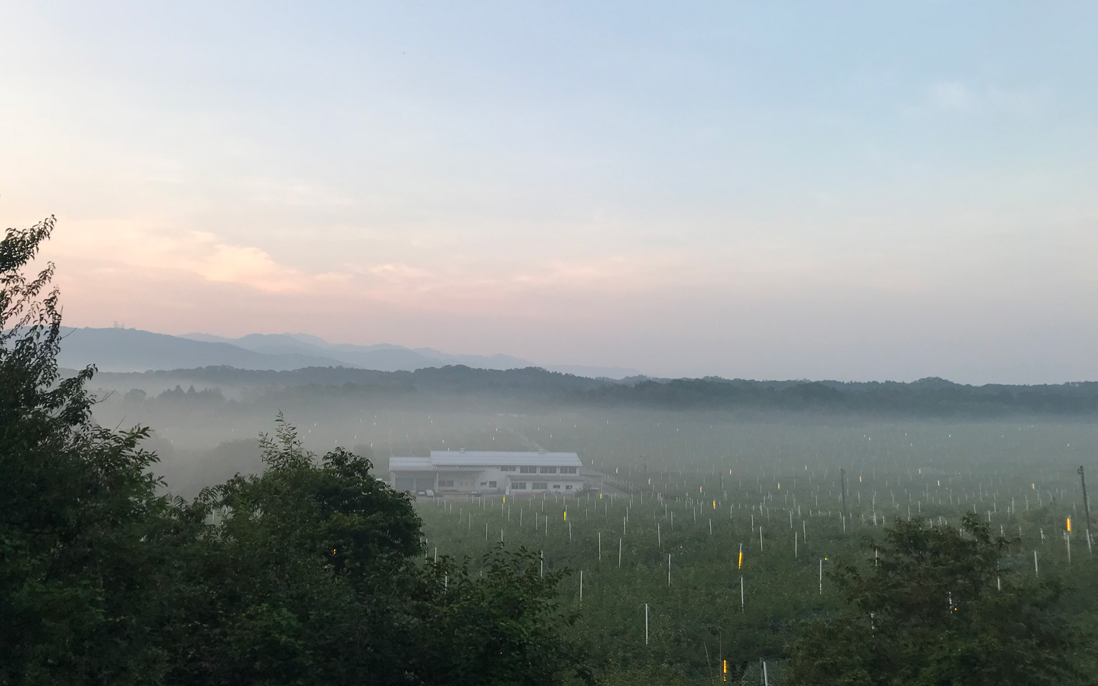 防蛾灯が点灯する、早朝の梨園