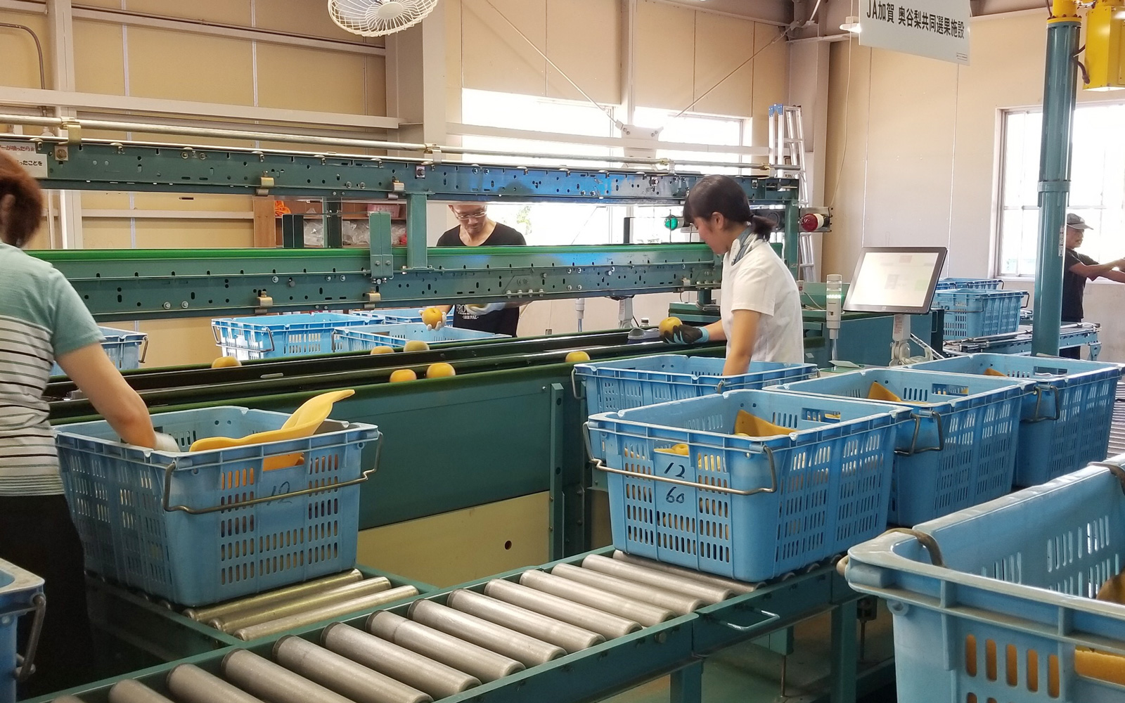 選果場での作業の様子