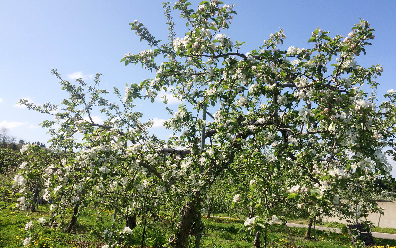 りんごはバラ科なので桜と似ている所があります